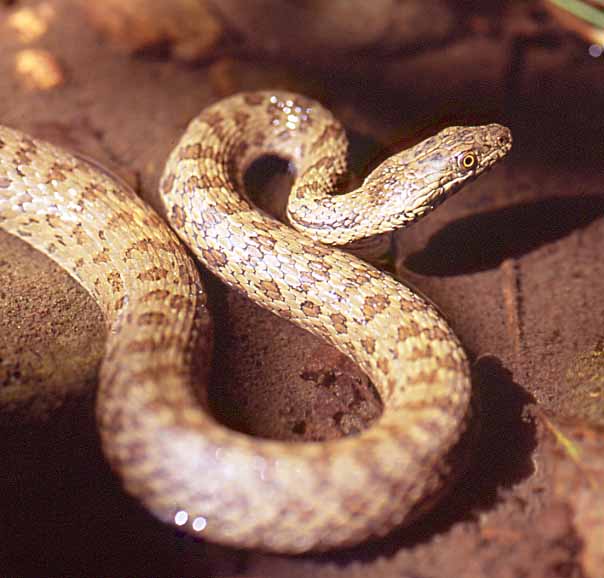narrow headed garter face