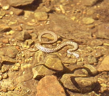 narrow headed garter floating