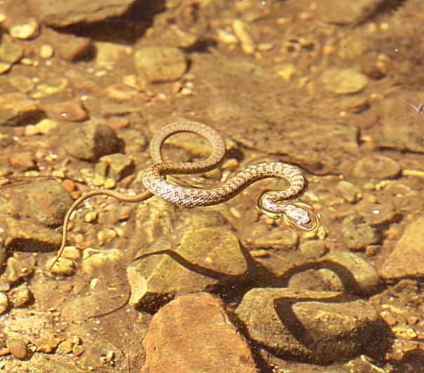 narrow headed garter floating