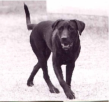 scout