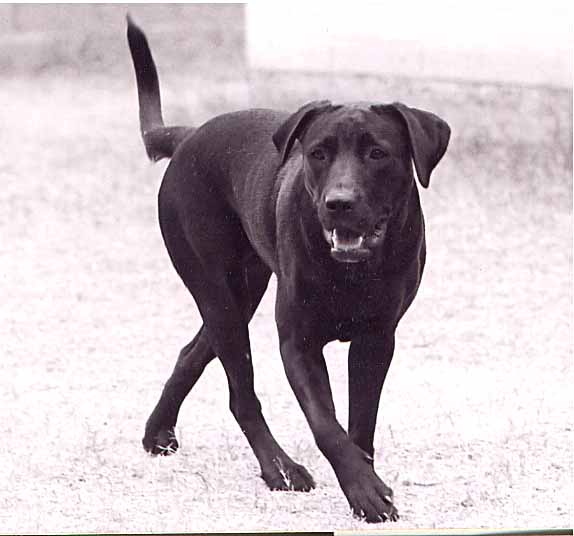 scout
