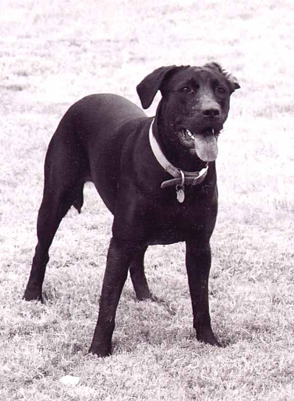 scout nice ear