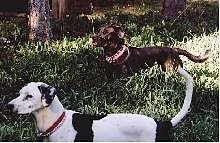 noble scout and lucy