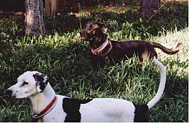 noble scout and lucy