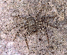selenopid crab spider on granite