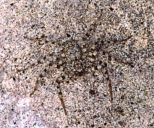 selenopid crab spider on granite