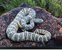 speckled rattlesnake