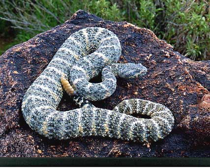 speckled rattlesnake