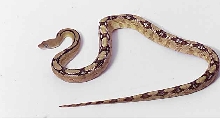 trans pecos rat snake