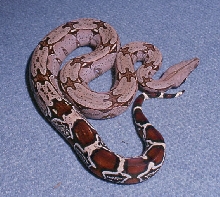 female suri by Basically boas