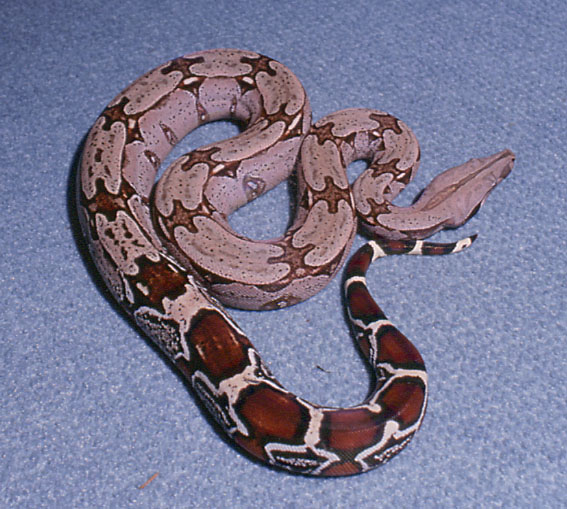 female suri by Basically boas