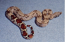 male suriname by Basically Boas