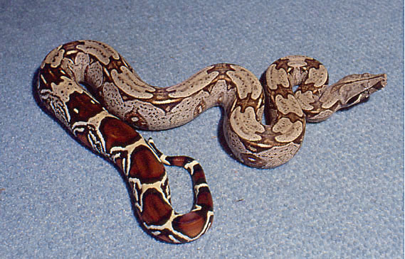 male suriname by Basically Boas