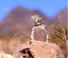 texas horned lizard