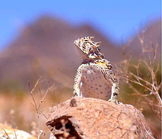 texas horned lizard