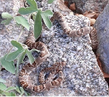 lyre snake