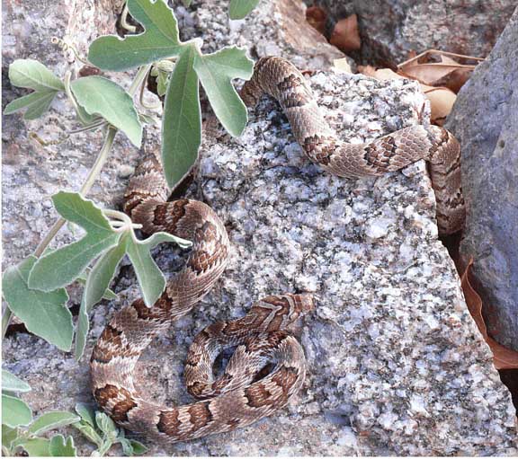 lyre snake