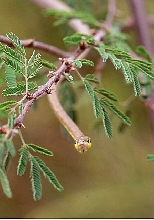 arizona vine snake