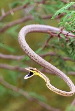arizona vine snake