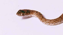 hatchling western coachwhip face