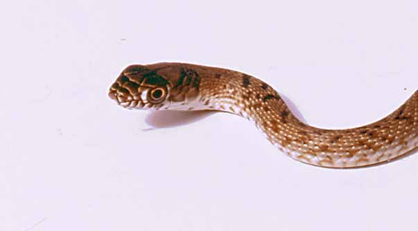 hatchling western coachwhip face