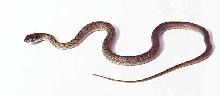 hatchling western coachwhip
