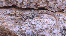 night lizard, Xantusia bezyi from Mazatzal Mts, central AZ