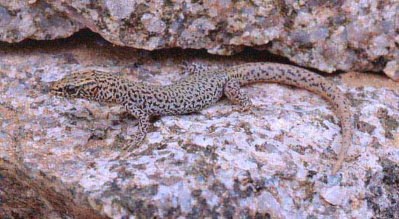 night lizard, Xantusia bezyi from Mazatzal Mts, central AZ