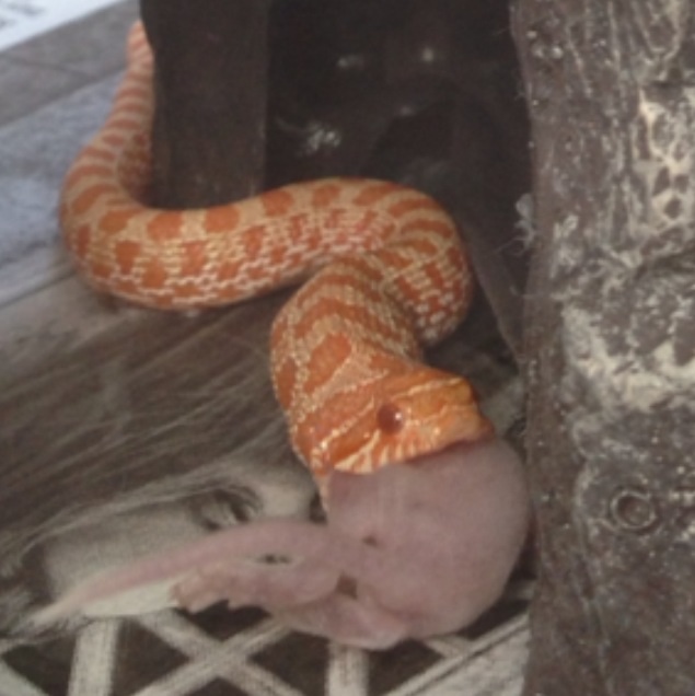 Baby Albino Hognose
