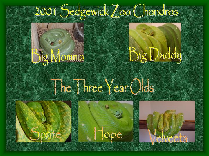 2001 chondros