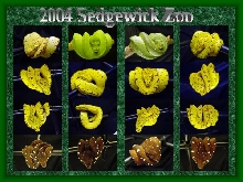 2004 Sedgewick Zoo LIne