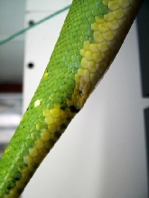 chondro tail
