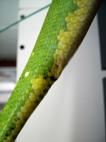chondro tail