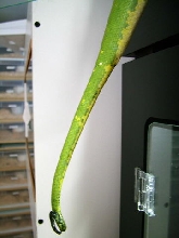 chondro tail