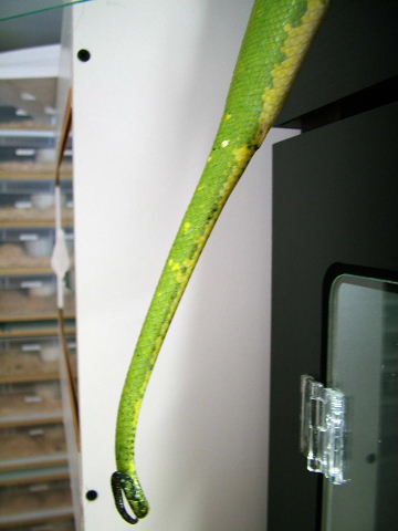 chondro tail