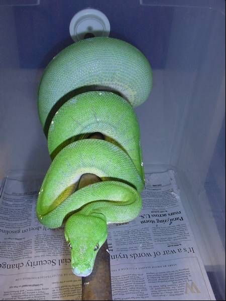 Hope ovulation