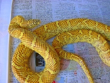 sulphur male