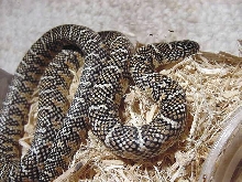 white phase 04 female
