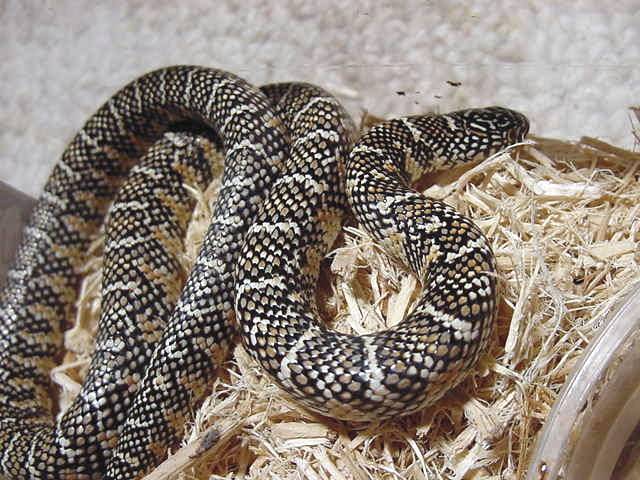 white phase 04 female