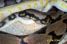 Kip and Pandora(parents to the weird retic)