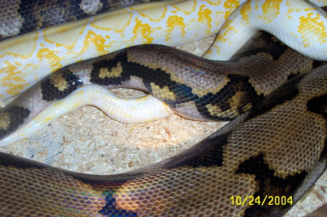Kip and Pandora(parents to the weird retic)