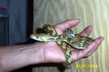 het  for albino