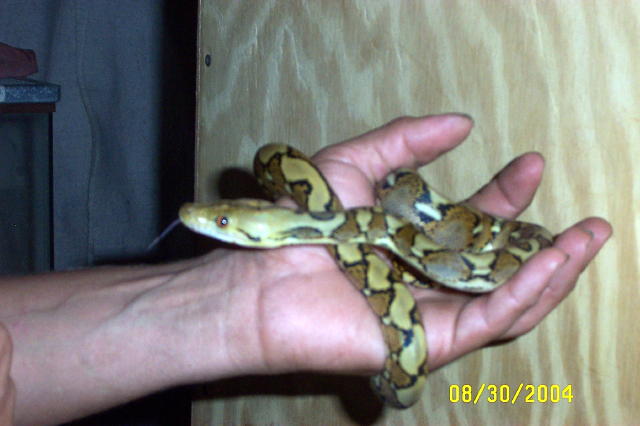 het  for albino