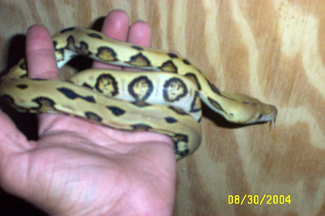 Tiger het for albino