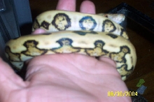 Tiger het for albino