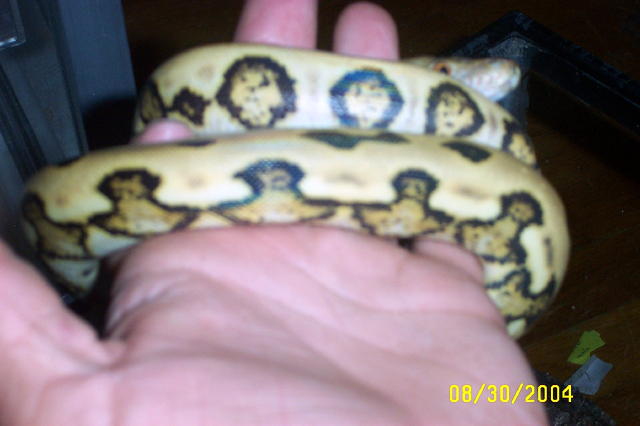 Tiger het for albino