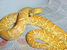 sulphur male flash