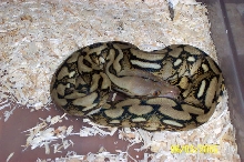 Het albino tiger