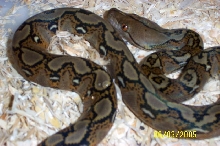 05' het albino female
