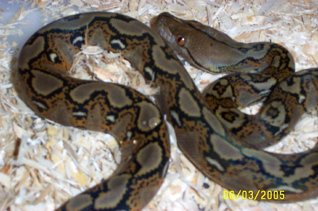 05' het albino female